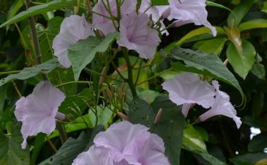 Ipomoea carnea subsp. fistulosa 樹牽牛