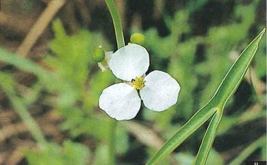 Sagittaria sagittifolia L. 慈姑