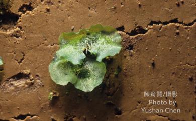 Odontosoria chinensis 烏蕨