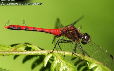 Sympetrum eroticum ardens (MacLachlan, 1894) 焰紅蜻蜓