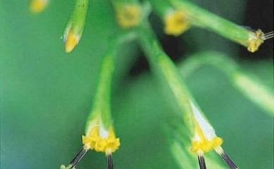 Parasenecio morrisonensis 玉山蟹甲草