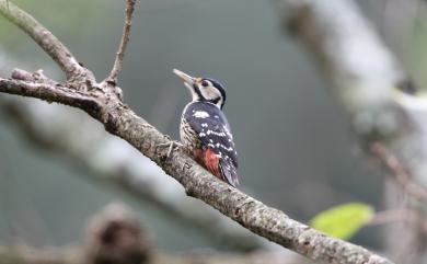 Dendrocopos leucotos insularis (Gould, 1863) 大赤啄木