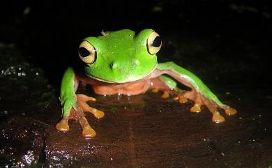 Zhangixalus aurantiventris (Lue, Lai & Chen, 1994) 橙腹樹蛙