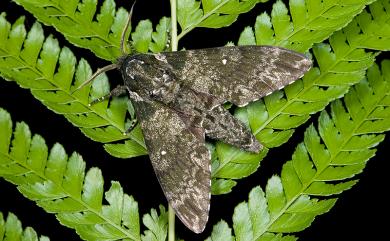 Dolbina formosana Matsumura, 1927 白星天蛾