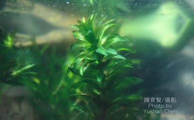 Egeria densa 水蘊草