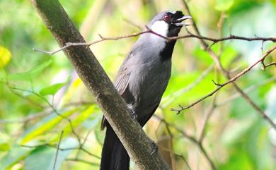 Pterorhinus chinensis (Scopoli, 1786) 黑喉噪眉