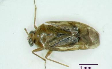 Apolygopsis fuhoshoensis (Poppius, 1915) 寶島后麗盲蝽