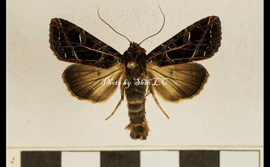 Dictyestra dissectus (Walker, 1865) 角網夜蛾