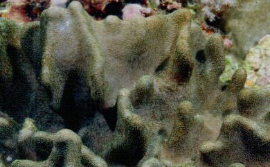 Lobophytum batarum Moser, 1919 巴塔葉形軟珊瑚