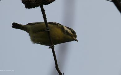 Periparus venustulus (Swinhoe, 1870) 黃腹山雀