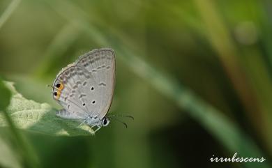 Euchrysops cnejus (Fabricius, 1798) 奇波灰蝶