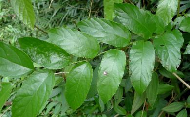 Rubus pyrifolius Sm. 梨葉懸鉤子