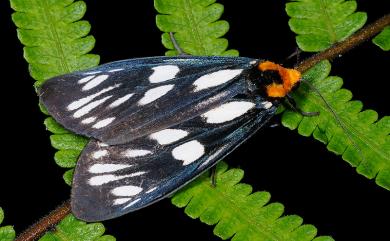 Macrobrochis gigas Walker, 1854 巨網燈蛾