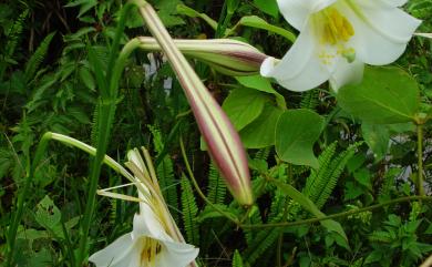 Lilium longiflorum var. formosanum Baker 臺灣百合