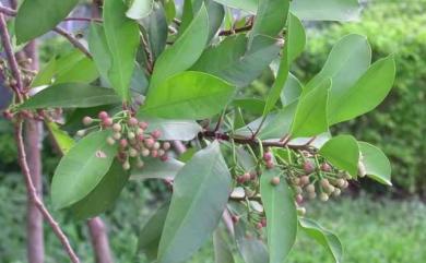 Ardisia squamulosa 春不老