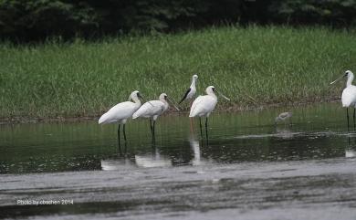 Platalea minor Temminck & Schlegel, 1849 黑面琵鷺