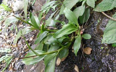 Goodyera procera (Ker Gawl.) Hook. 穗花斑葉蘭