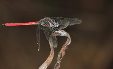 Lathrecista asiatica asiatica 海神蜻蜓