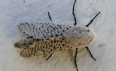 Zeuzera multistrigata Moore, 1881 大斑點豹蠹蛾