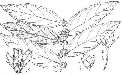 Glochidion philippicum (Cav.) C.B. Rob. 菲律賓饅頭果