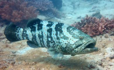 Epinephelus coioides (Hamilton, 1822) 點帶石斑魚