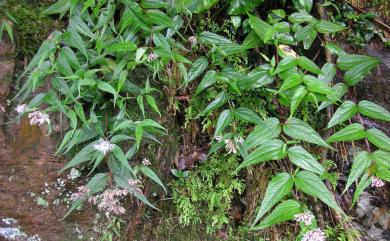 Eupatorium shimadae 島田氏澤蘭