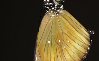 Euploea core amymone 幻紫斑蝶
