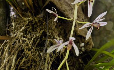 Cymbidium dayanum Rchb.f. 鳳蘭