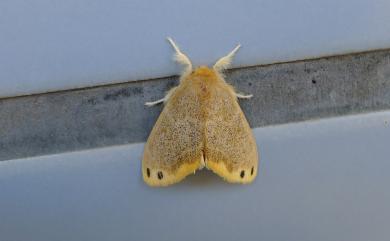 Euproctis magna (Swinhoe, 1891) 褐黃毒蛾