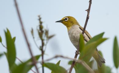 Zosterops japonicus Temminck & Schlegel, 1847 日菲繡眼