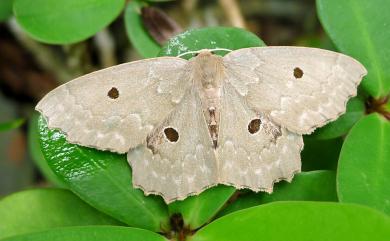 Chlorodontopera taiwana (Wileman, 1911) 臺灣四眼綠尺蛾