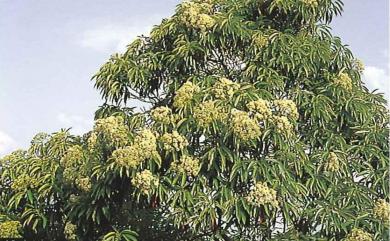 Photinia serratifolia 石楠