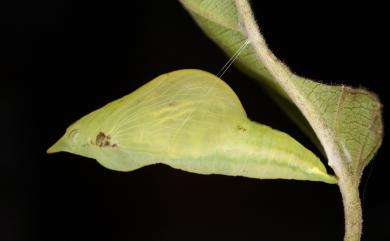 Gonepteryx amintha formosana 圓翅鉤粉蝶