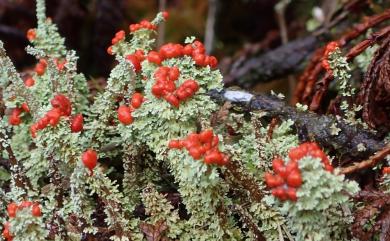 Cladonia bellidiflora 菊花石蕊