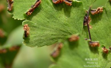 Adiantum capillus-veneris var. capillus-veneris 鐵線蕨