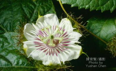 Passiflora foetida var. tainaniana Y.C.Liu & C.H.Ou 臺南毛西番蓮
