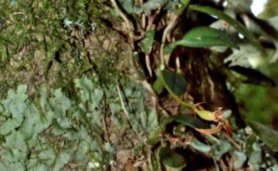 Bulbophyllum albociliatum (T.S.Liu & H.J.Su) Seidenf. 白毛捲瓣蘭