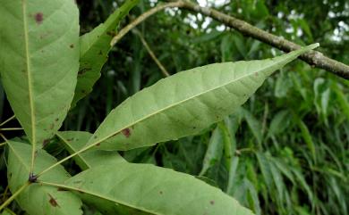 Fraxinus insularis Hemsl. 臺灣梣