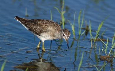 Tringa glareola Linnaeus, 1758 鷹斑鷸