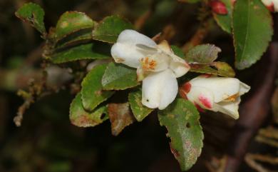 Camellia trichoclada (Rehder) S.S. Chien 毛枝連蕊茶