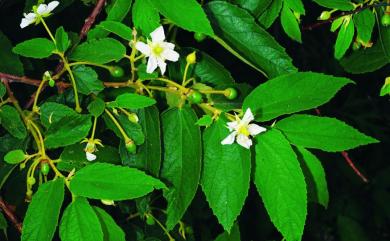 Muntingia calabura L. 西印度櫻桃