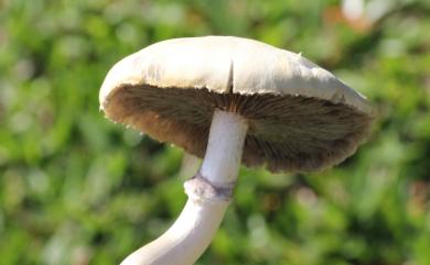 Agrocybe paludosa 沼生田頭菇