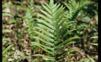 Christella acuminata (Houtt.) H.Lév. 小毛蕨