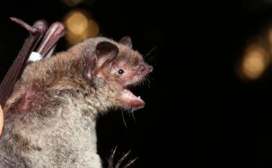 Myotis fimbriatus taiwanensis Ärnbäck-Christie-Linde, 1908 臺灣毛腿鼠耳蝠