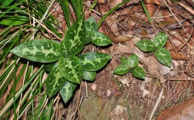 Goodyera daibuzanensis Yamam. 大武斑葉蘭