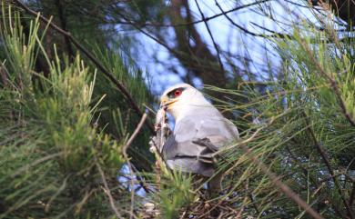 Elanus caeruleus vociferus (Latham, 1790) 黑翅鳶