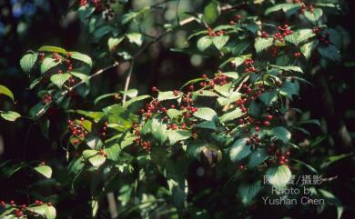 Viburnum luzonicum Rolfe 呂宋莢蒾