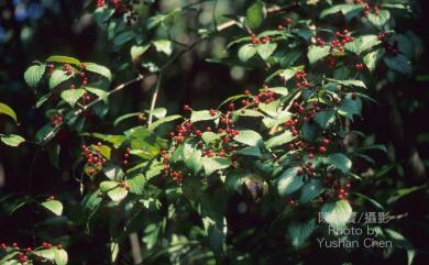 Viburnum luzonicum 呂宋莢蒾