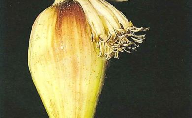 Musa basjoo var. formosana (Warb.) S.S.Ying 臺灣芭蕉