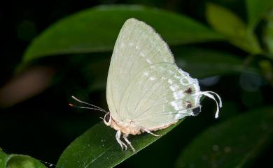 Artipe eryx horiella (Matsumura, 1929) 綠灰蝶